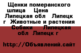 Щенки померанского шпица. › Цена ­ 25 000 - Липецкая обл., Липецк г. Животные и растения » Собаки   . Липецкая обл.,Липецк г.